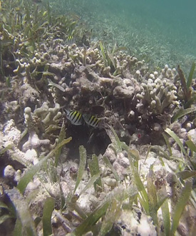 Plongée à la découverte du récif coralien lors de l'excursion au grand cul-de-sac marin 